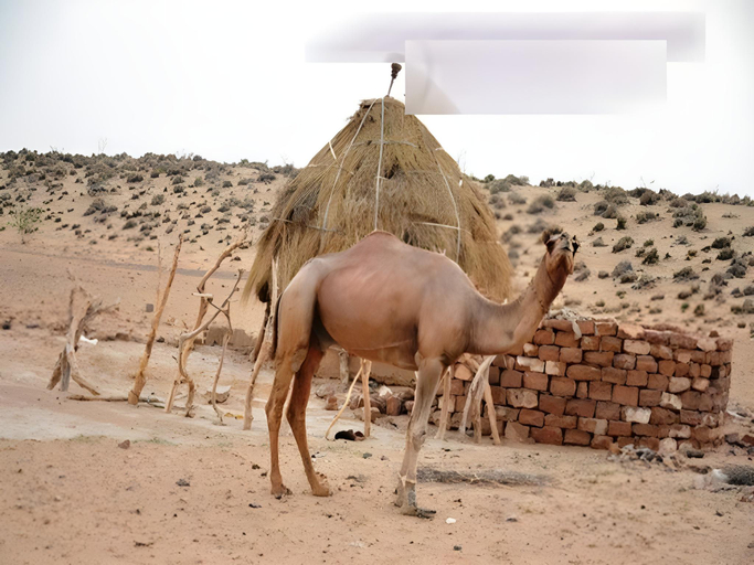 Others 3, Lakhamana Desert Camp Hotel, Jaisalmer