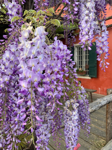 Others 5, Fattoria Amelia, Parma