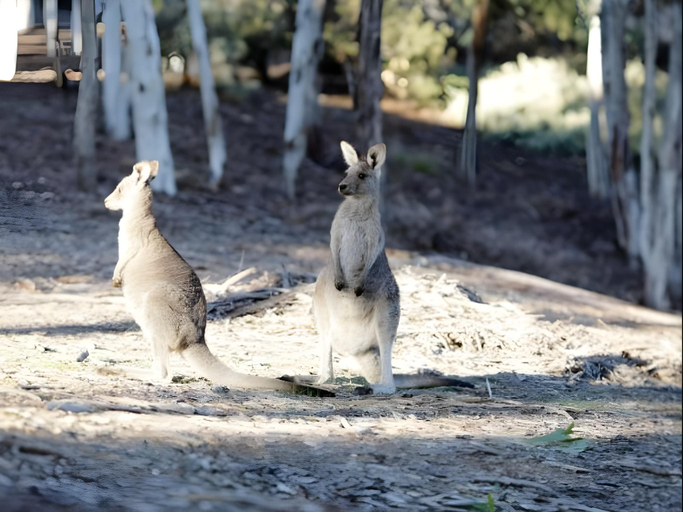 Others 5, UniLodge @ UC Short Stays, Canberra