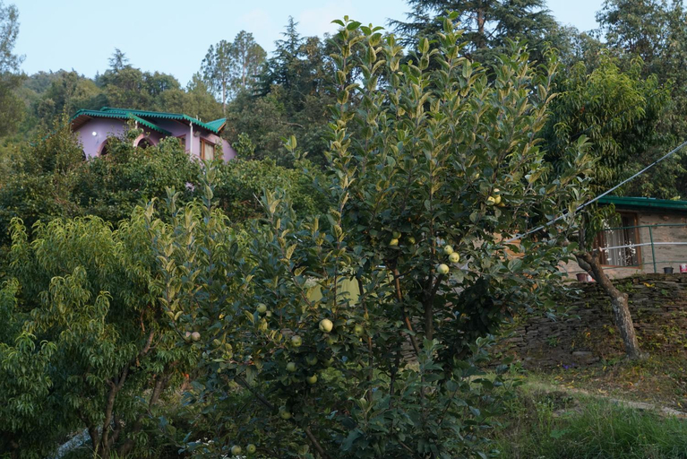 Exterior & Views 1, Ekantha, Nainital