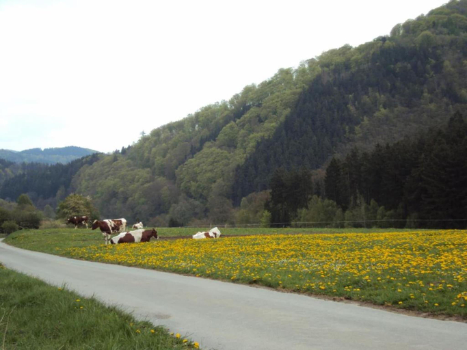 Others 4, Wohnung im Sauerland mit Terrasse, Hochsauerlandkreis