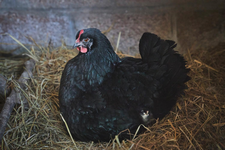 Others 4, Chambre Des Pres a la ferme de Franqueville, Manche