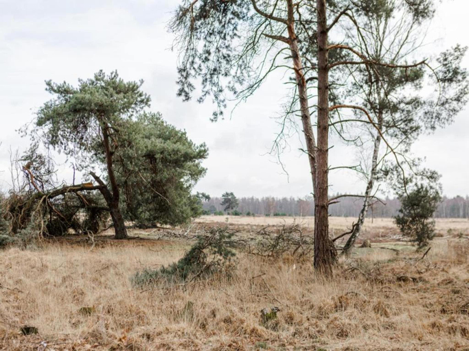 4, Bungalow in Bospark t Wolfsven near Nature, Mierlo