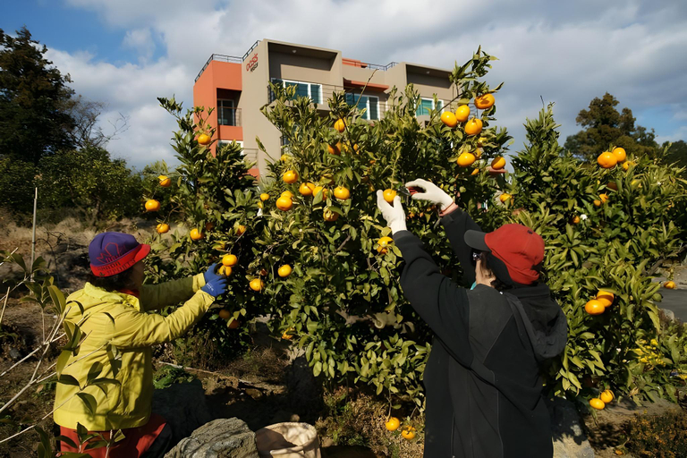 Others 2, Jeju Oasis Recreation Pension, Seogwipo