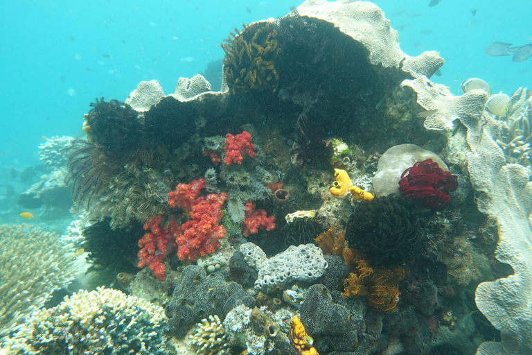 Others 4, Sea Whip Raja Ampat, Raja Ampat