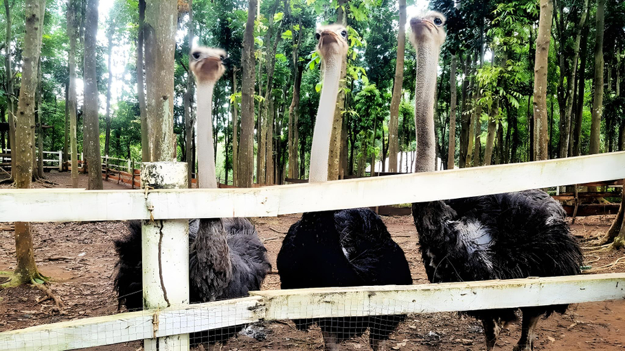Others 5, Phillip's Sanctuary, Antipolo City