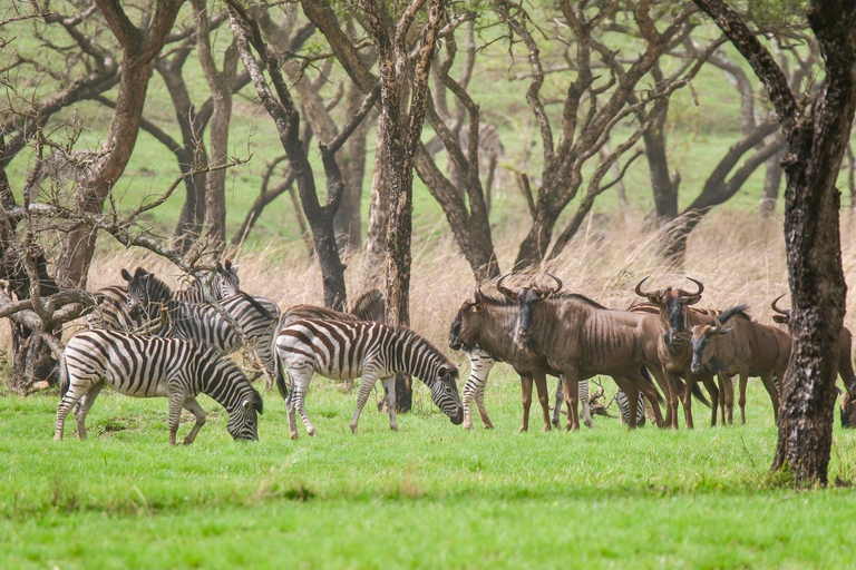 Others 3, The Giraffe House, Uthukela