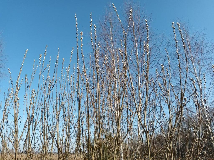 Others 5, Leon, Biała Podlaska City