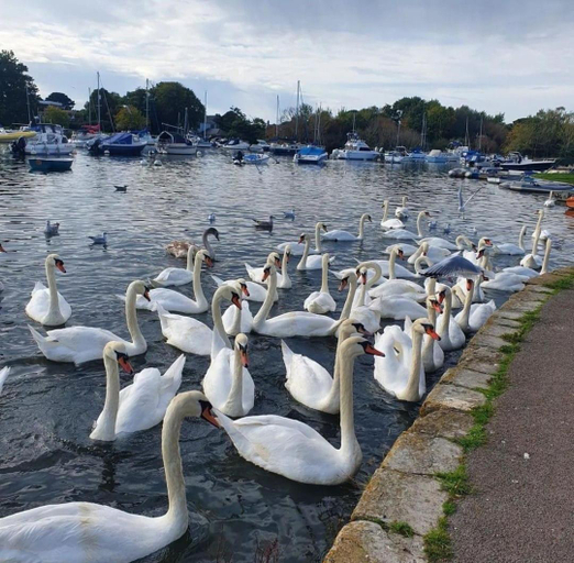 Others 4, Mudeford Swans, Dorset
