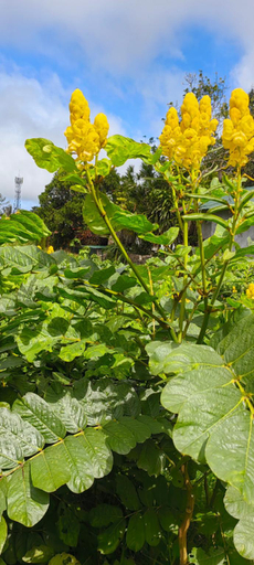 Garden 4, Kikay's Bed and Breakfast, Tagaytay City