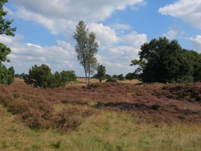 Others 2, Forest Stay with Shared Pool, Borger-Odoorn