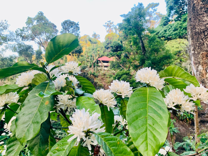 Others 5, Serene Woods, Kodagu