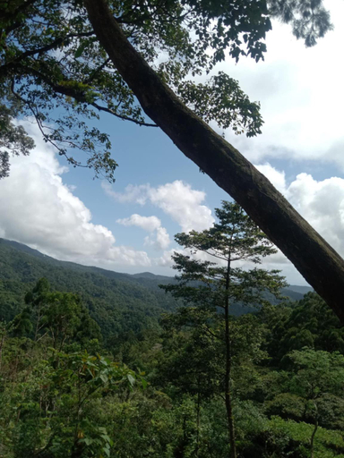Exterior view 3, Forest 101, Real