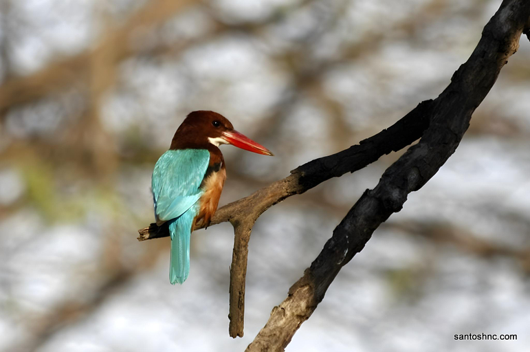 Others 1, Bird Sanctuary Sultanpur Tourist Complex, Gurgaon