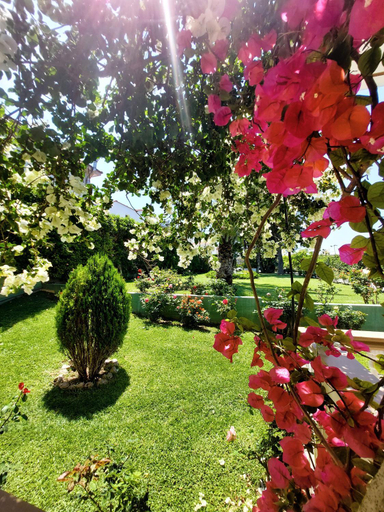 Garden 3, Alexia Apartments & Studios, South Aegean
