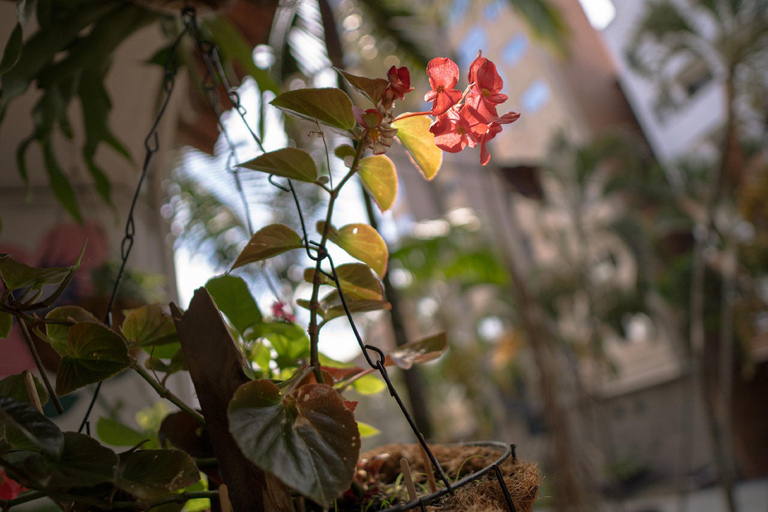 Others 5, Laureles Garden Hostel, Medellín