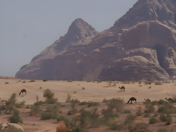 Others 5, Wadi Rum Caravan Camp, Aqaba