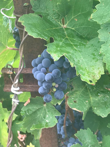 Others 5, Domaine de Peilhan, Hérault