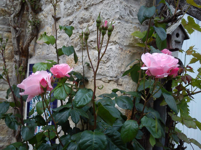Others 3, Le Clos des Treilles, Charente-Maritime