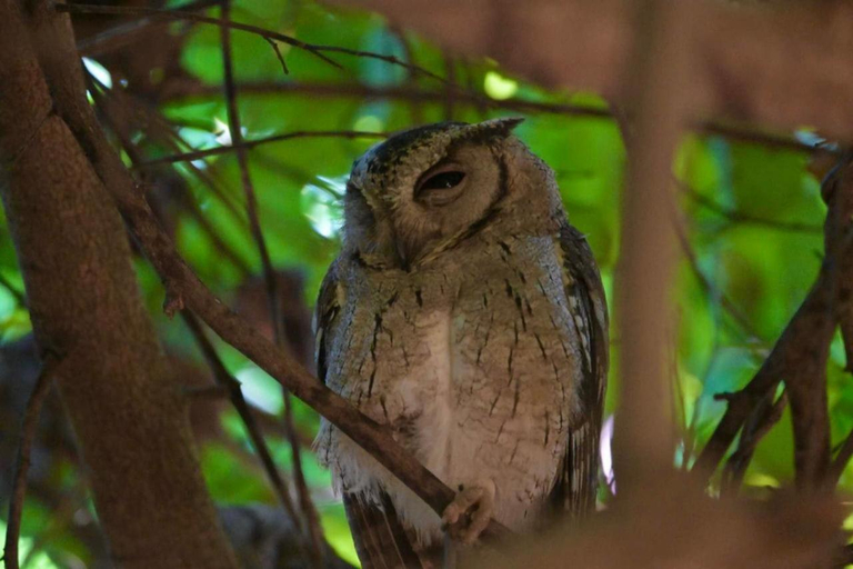 Others 3, Yala Viewer Bird Resort and Safari, Thissamaharama