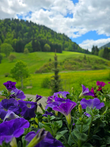Others 4, Haus Luise, Oberallgäu