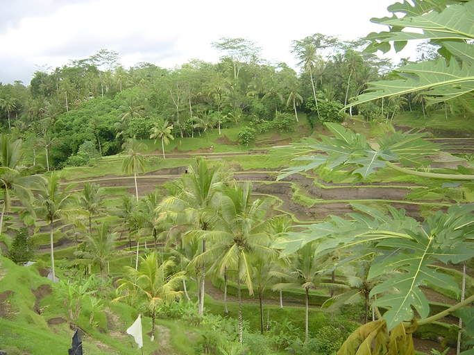 Others 4, Exotica Bali Bed and Breakfast, Badung