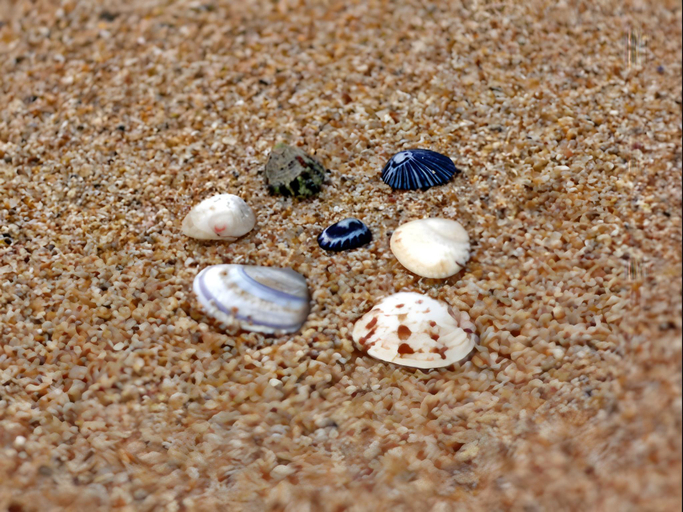 Others 4, Lemazone Inn, Weligama