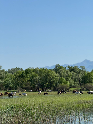 Others 5, Lake Skadar Paradise