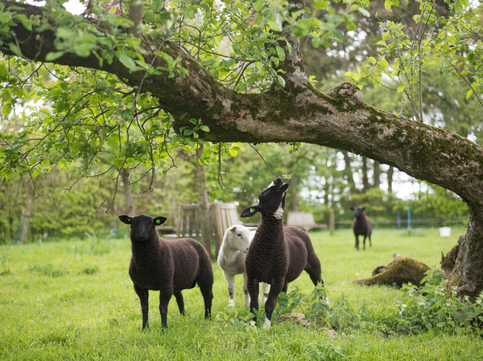 Others 4, B&B Buitenplaats Natuurlijk Goed, Oldebroek