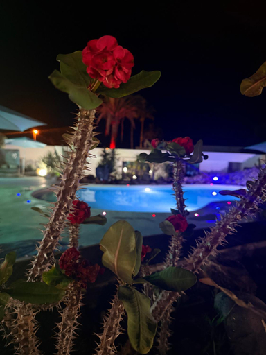 Food & Drinks 4, Paraiso villas, Santa Cruz de Tenerife