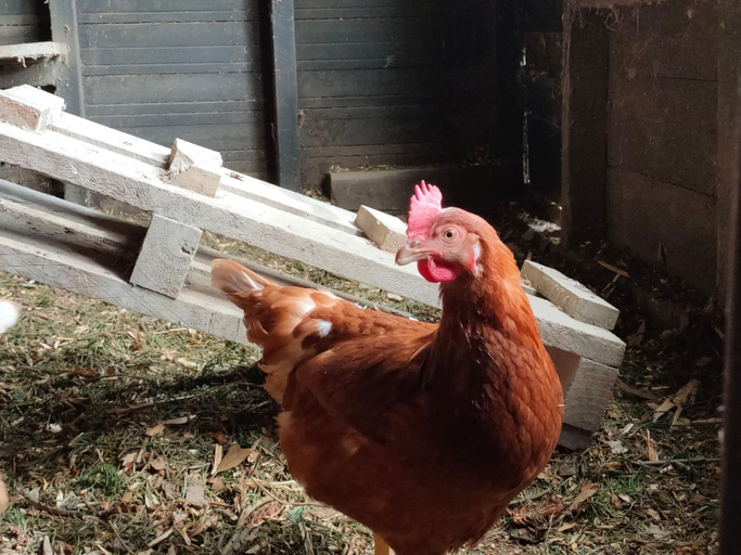 5, Burnside Homestead, Waitaki