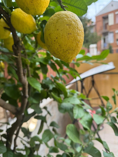 Food & Drinks 3, Appartamento agli Acquedotti, con giardino privato, Roma