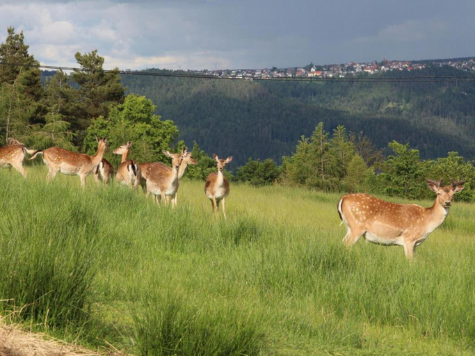 Others 3, Gemutliche Ferienwohnung im Schwarzwald, Ortenaukreis