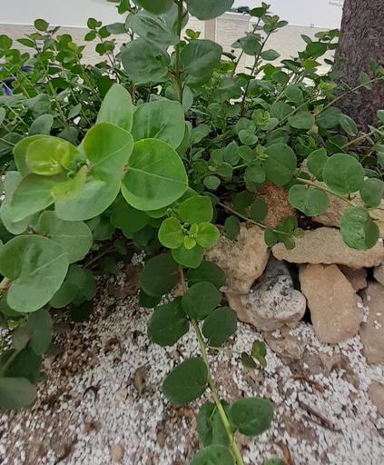 Others 3, Contrada Vento home sharing, Taranto