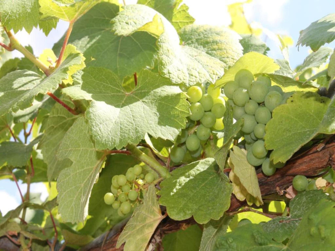 Others 5, Apartment in Dambach near Vineyards, Bas-Rhin
