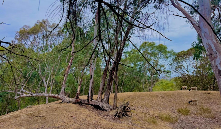Surrounding environment 3, Maccy's Cottages, Adelaide