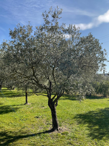 Others 5, Provence Km28, Vaucluse