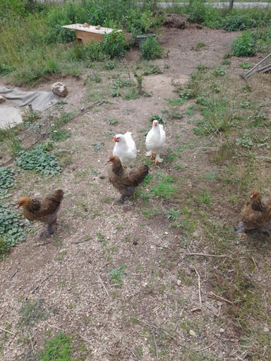 Others 4, Le refuge, Puy-de-Dôme