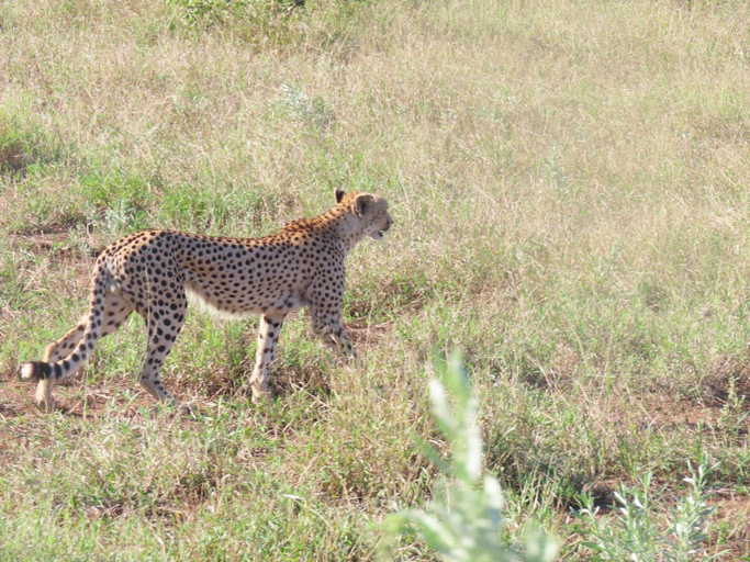 Others 5, Masorini Bush Lodge, Mopani