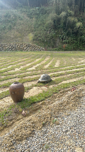 Others 5, 龜在銅三, Miaoli