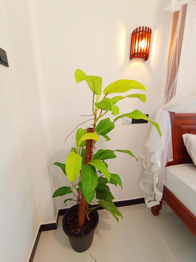 Others 3, Chinuka villa, Weligama
