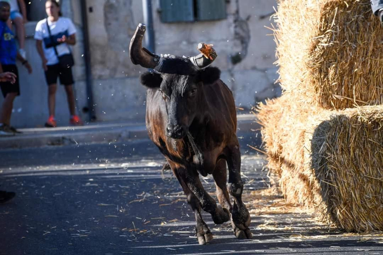 Others 3, Location Gite en Provence, Gard