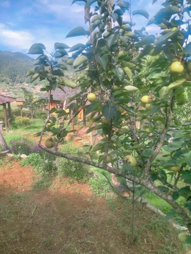 Garden 2, H'mong co tran sapa homestay, Sa Pa