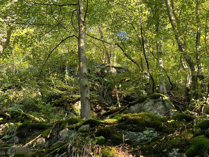 Surrounding environment 5, Doppelhaushalfte in Hasselfelde, Harz