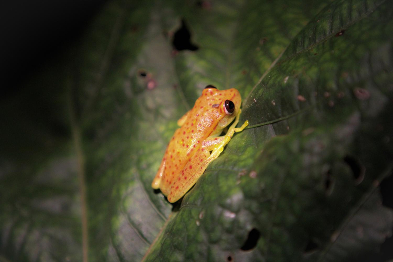 Food & Drinks 5, Amazon Curassow Lodge and Expeditions, Maynas