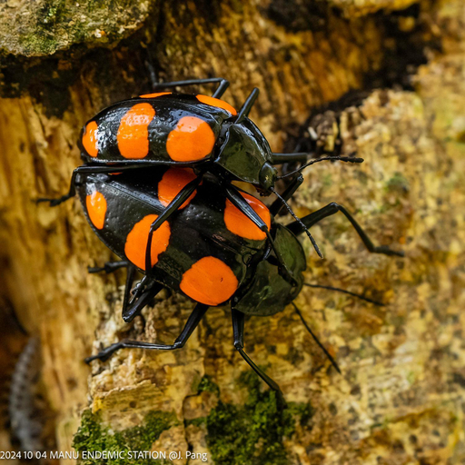 Others 3, Manu Endemic Reserve Lodge, Paucartambo