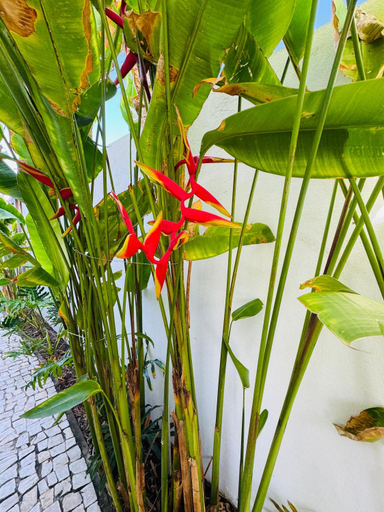 Others 2, Casa Calango suites, Fortim