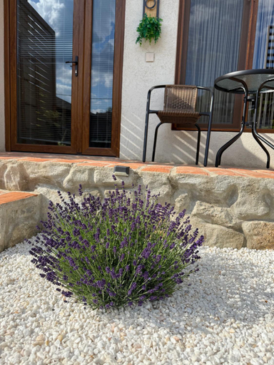 Others 4, Zaz HOME, Sasca Montana