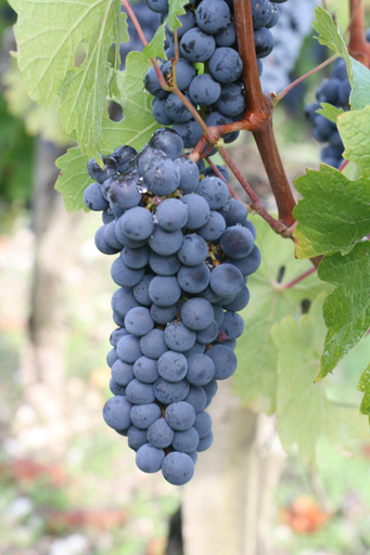 Food & Drinks 5, Chateau Giscours, Gironde