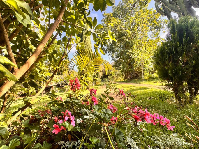 Others 2, Podocarpus cottages, Kieni